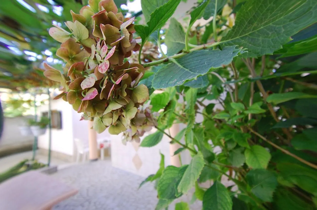 Apartment Olive Medulin