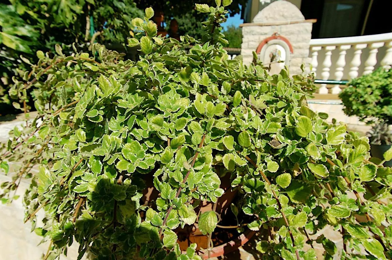 Apartment Olive Medulin